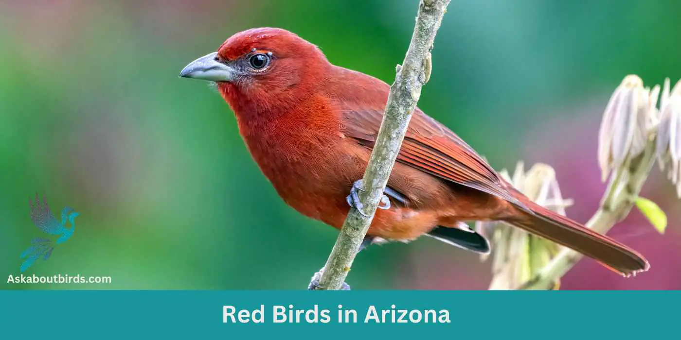 Discover Arizona's Diverse Bird Species: A Guide to Types of Birds in Arizona Discover Arizona's Diverse Bird Species: A Guide to Types of Birds in Arizona