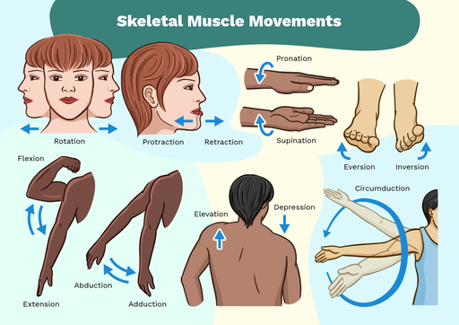 Types Of Body Movements Types Of Body Movements