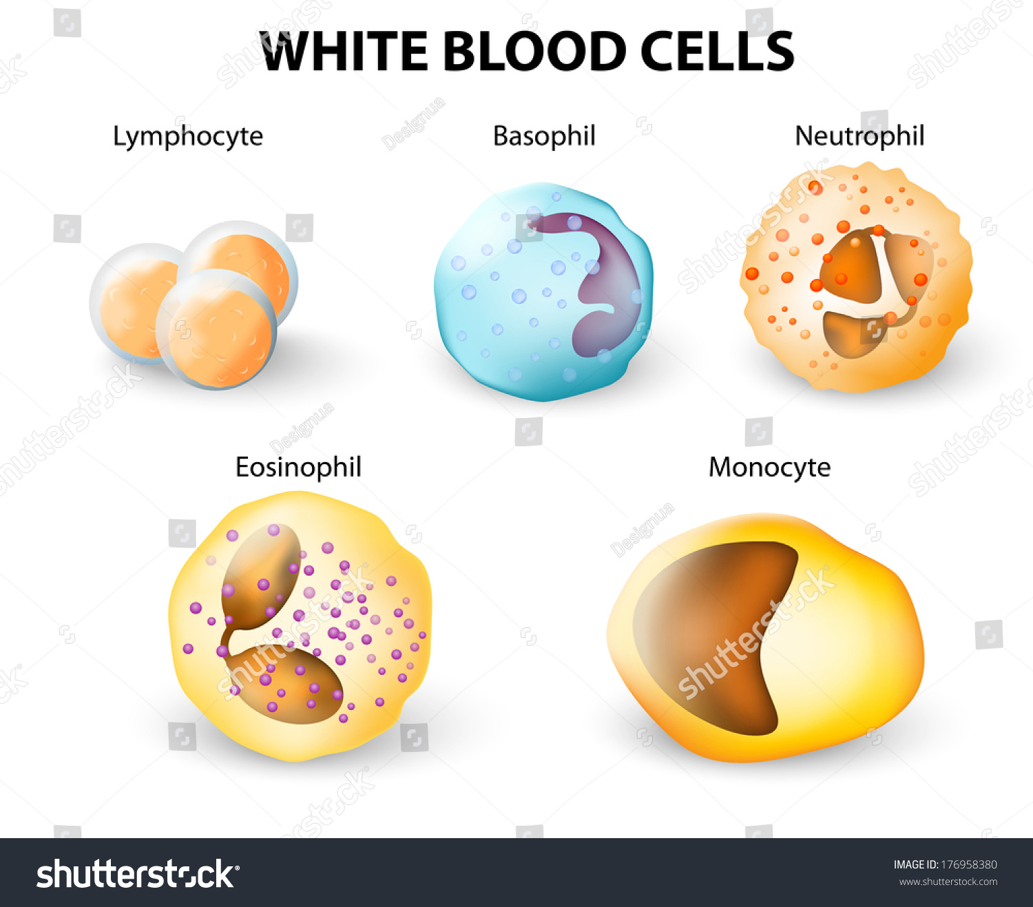 Types Of White Blood Cell Download Scientific Diagram Types Of White Blood Cell Download Scientific Diagram