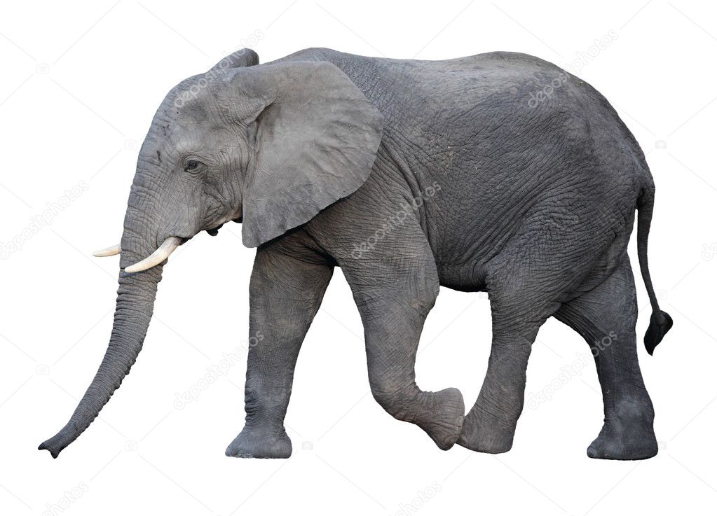 White Elephant Stock Price: Trends & Insights 2023