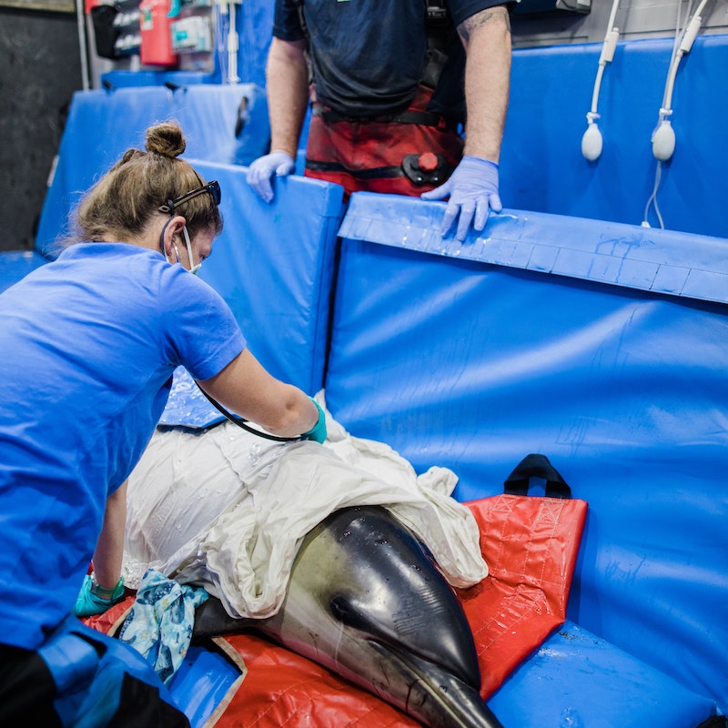 Wild Animal Veterinarian Salary: What to Expect